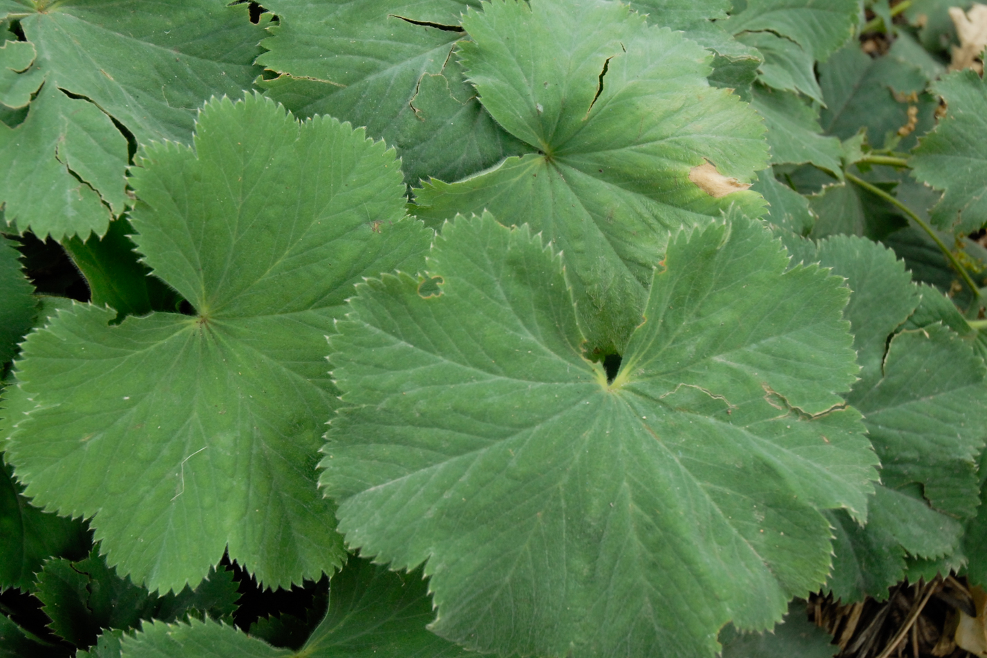 Lady's Mantle